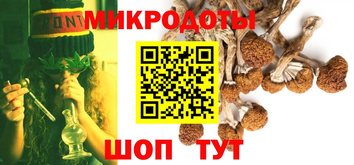 Псилоцибиновые грибы Psilocybe Балтийск